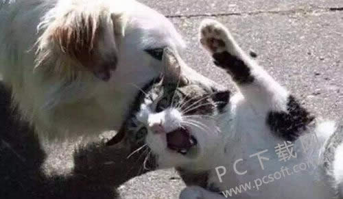 video什么意思?