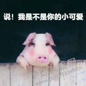 video什么意思?