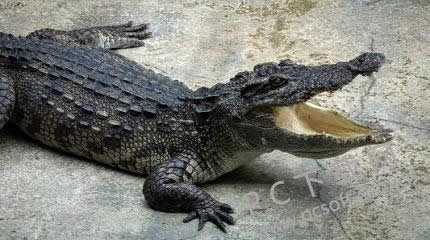 鳄鱼能吃吗?
