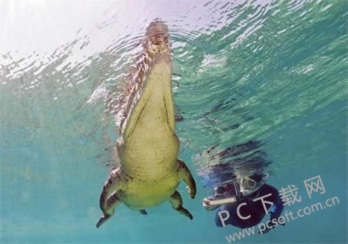 鳄鱼能吃吗?