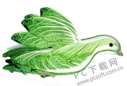 菜鸟是什么意思?