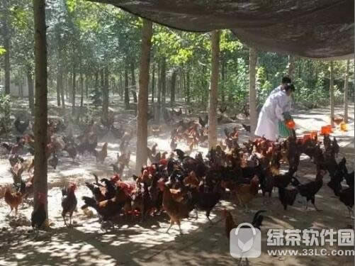 京东跑步鸡多少钱一只 京东扶贫跑步鸡价格介绍