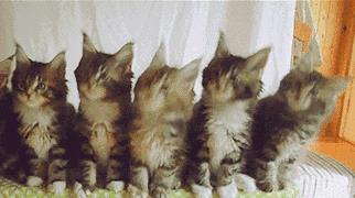 抖音5只猫摇头表情怎么发_抖音5只猫摇头表情发送方法