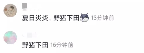 抖音夏日炎炎野猪下田什么意思_抖音夏日炎炎野猪下田什么梗